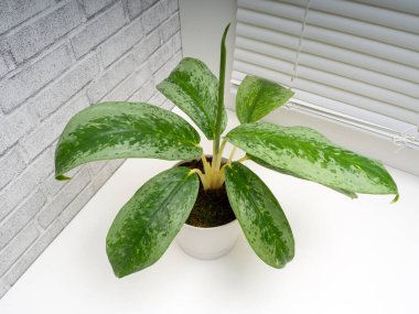 Aglaonema Silver Frost, Araceae familyasından bir bitki cinsidir.
