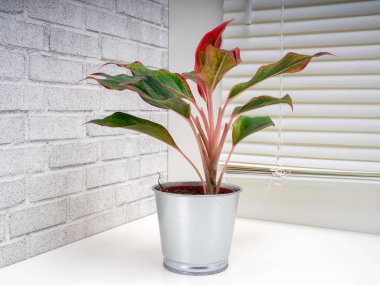 Aglaonema Girit, Araceae familyasından bir bitki cinsidir.
