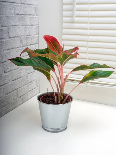 Aglaonema Girit, Araceae familyasından bir bitki cinsidir.