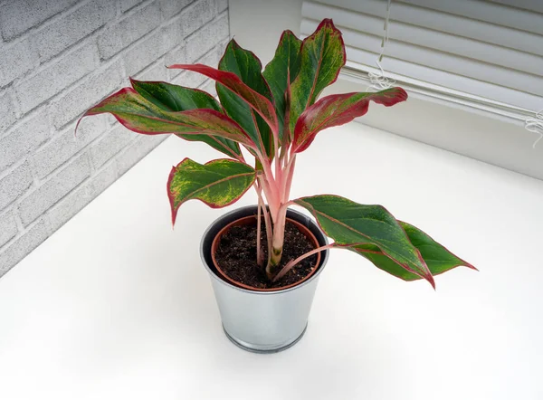 Aglaonema Crete Género Plantas Con Flores Perteneciente Familia Araceae — Foto de Stock