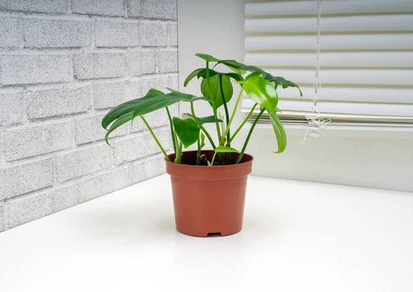 Philodendron Panduriforme Stor Slekt Eviggrønne Blomstrende Flerårige Planter Aroid Familien – stockfoto