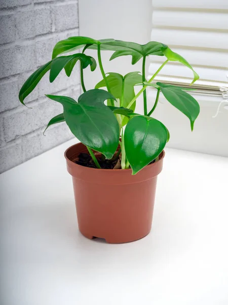 Philodendron Panduriforme Large Genus Evergreen Flowering Perennial Plants Aroid Family — Stock Photo, Image