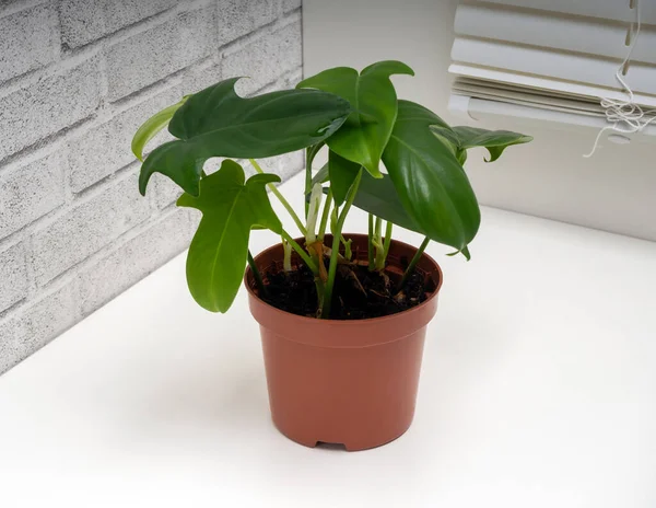 Philodendron panduriforme, Aroid familyasının en büyük bitki cinsidir.