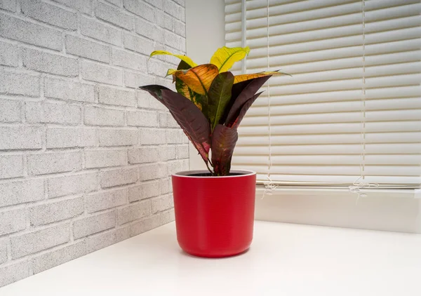 Codiaeum variegatum, Euphorbiaceae familyasından bir bitki türü.