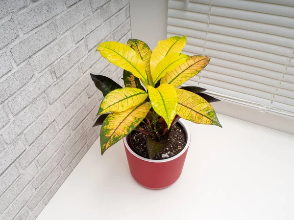 Codiaeum variegatum, Euphorbiaceae familyasından bir bitki türü.