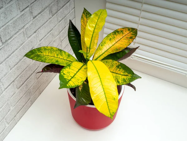 Codiaeum variegatum, Euphorbiaceae familyasından bir bitki türü.