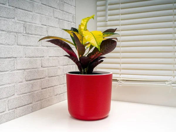 Codiaeum variegatum, Euphorbiaceae familyasından bir bitki türü.