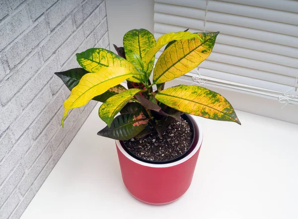 Codiaeum variegatum, Euphorbiaceae familyasından bir bitki türü.