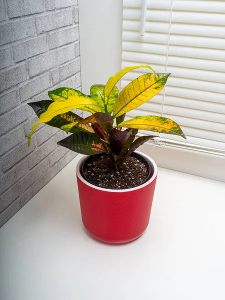 Codiaeum variegatum, Euphorbiaceae familyasından bir bitki türü.