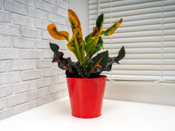 Codieaum Mumya, Euphorbiaceae familyasından bir bitki cinsidir.