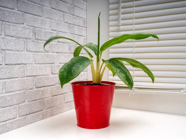 Aglaonema Silver Frost Ist Eine Pflanzengattung Aus Der Familie Der — Stockfoto