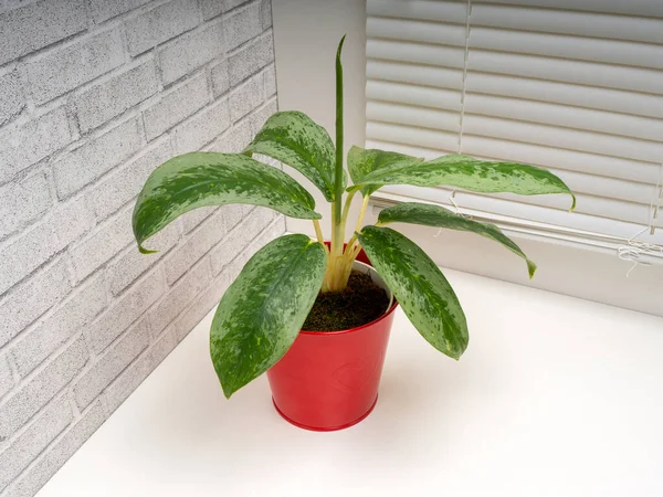 Aglaonema Silver Frost Rod Kvetoucích Rostlin Čeledi Arum Araceae — Stock fotografie