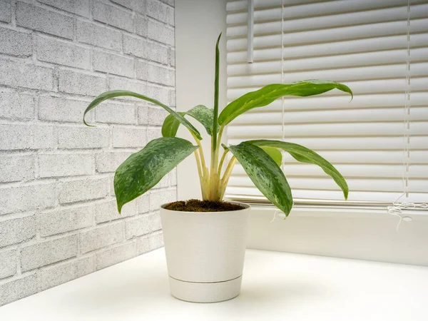 Aglaonema Silver Frost, Araceae familyasından bir bitki cinsidir.