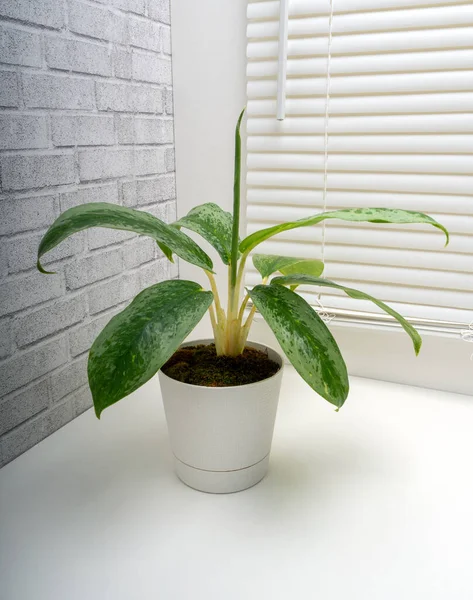 Aglaonema Silver Frost Género Botânico Pertencente Família Araceae — Fotografia de Stock