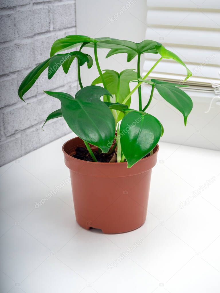 Philodendron panduriforme is a large genus of evergreen flowering perennial plants of the Aroid family