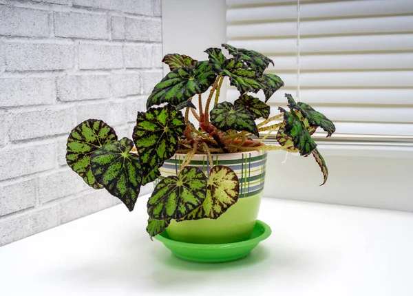 Begonia Pata Tigre Pestaña Con Hoja Verde Roja Maceta — Foto de Stock