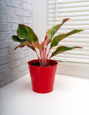 Aglaonema Girit, Araceae familyasından bir bitki cinsidir.