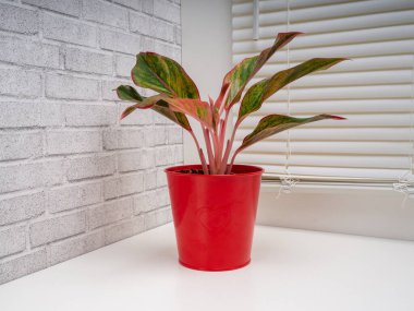 Aglaonema Girit, Araceae familyasından bir bitki cinsidir.