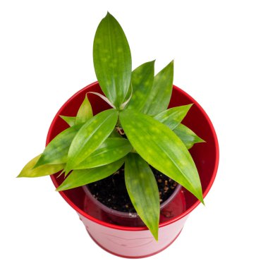 Dracaena surculosa, Asparagaceae familyasından Palearktik bölgede yetişen bir bitki türü.