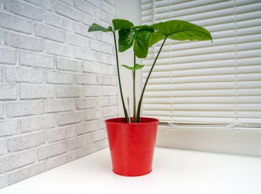 Syngonium Panda, Araceae familyasından bir bitki cinsidir.