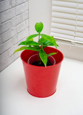 Dracaena surculosa, Asparagaceae familyasından Palearktik bölgede yetişen bir bitki türü.