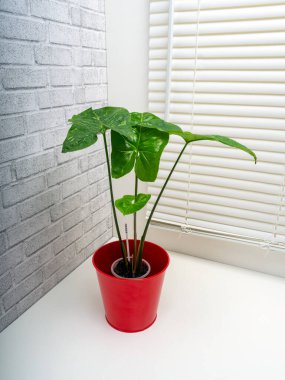 Syngonium Panda, Araceae familyasından bir bitki cinsidir.