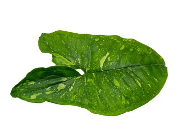 Large of Syngonium Panda, Araceae familyasından bir bitki cinsidir.