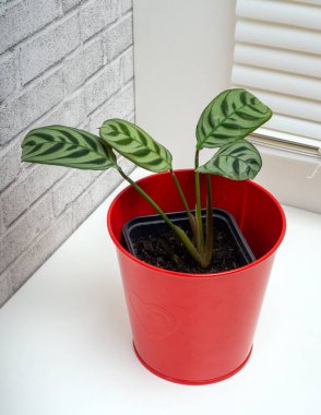 Ctenanthe burle-marxii, Ctenanthe familyasından bir bitki türü.