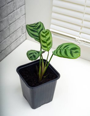 Ctenanthe burle-marxii, Ctenanthe familyasından bir bitki türü.