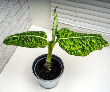 Dieffenbachia Reflektor, Araceae familyasından tropik çiçekli bir bitki cinsidir.