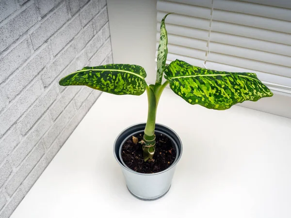 Dieffenbachia Reflektor Género Plantas Con Flores Perteneciente Familia Araceae — Foto de Stock