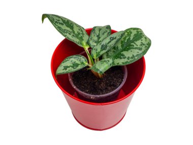 Aglaonema, Araceae familyasından bir bitki cinsidir.