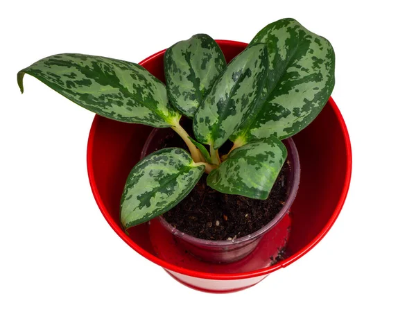 Aglaonema Een Geslacht Uit Grassenfamilie Araceae — Stockfoto