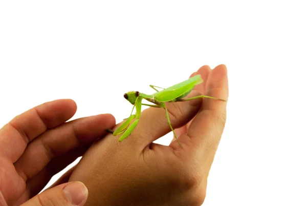 Insecto verde mantis religiosa —  Fotos de Stock