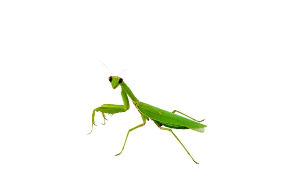 Groene bidsprinkhaan insect — Stockfoto