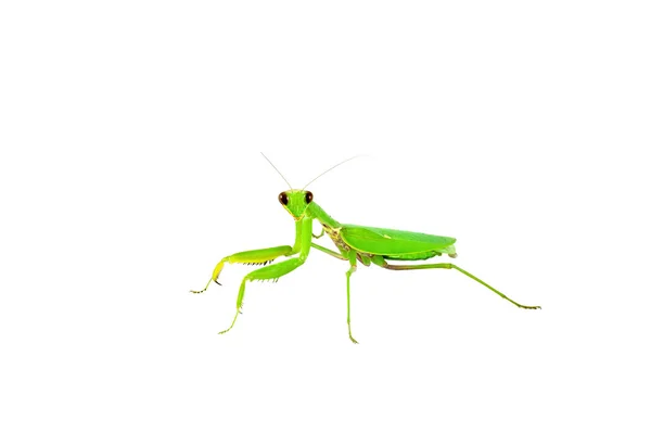 Insecto verde mantis religiosa — Foto de Stock