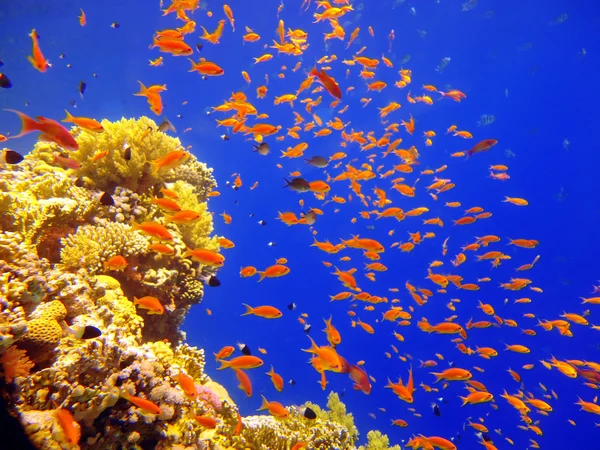 Ecole de poissons sous-marins — Photo