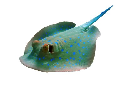 Bluespotted stingray