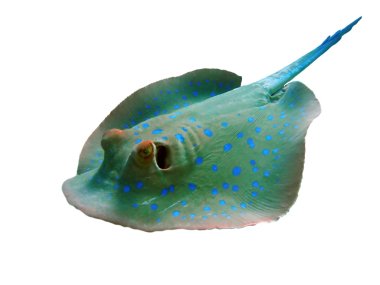 Bluespotted stingray clipart