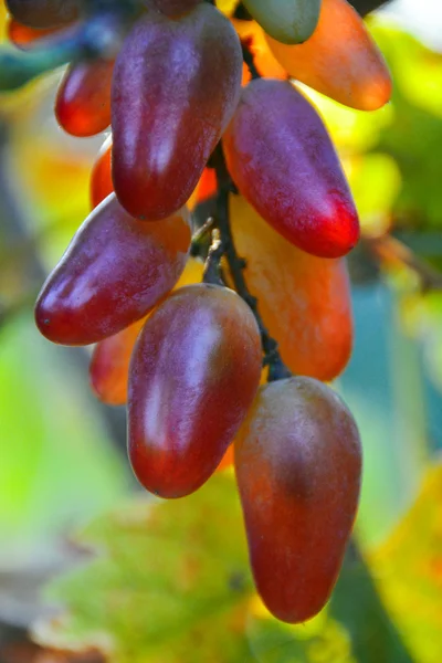Bunch of grapes on a branch — Stock Photo, Image