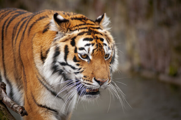 Полосатый, редкий хищник
