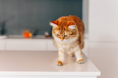 Ginger big cat walking on a white kitchen table.  clipart
