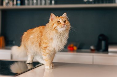 Zencefil büyük kedi beyaz mutfak masası üzerinde yürüme. 