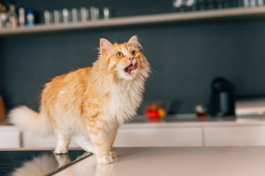 Zencefil büyük kedi beyaz mutfak masası üzerinde yürüme. 