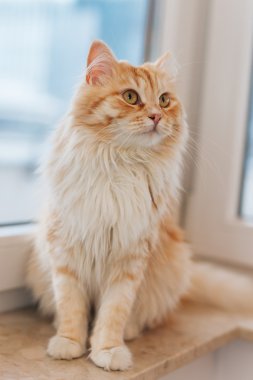 Zencefil büyük kedi oturma pencere yanında ve etrafa. 