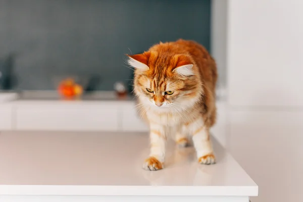 Ginger big cat walking on a white kitchen table.