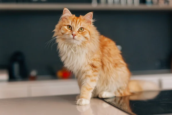 Gember grote kat, zittend op een keukentafel witte en op zoek naar arou — Stockfoto