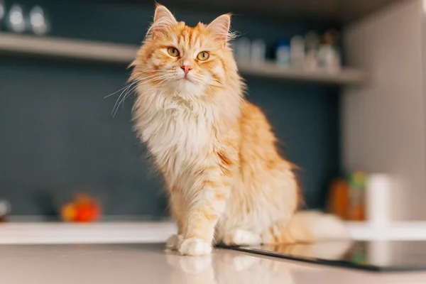 Gember grote kat, zittend op een keukentafel witte en op zoek naar arou — Stockfoto
