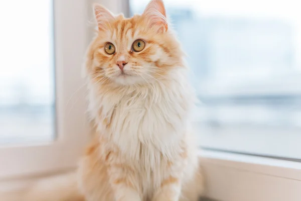 Ingefära stor katt sitter bredvid fönstret och titta runt. Cl — Stockfoto