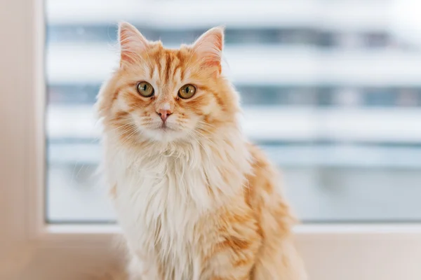 Ingefära stor katt sitter bredvid fönstret och titta runt. Cl — Stockfoto